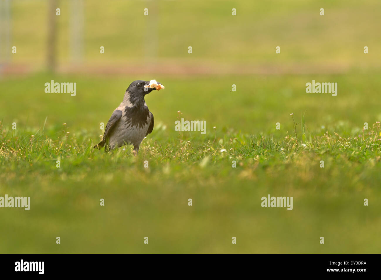 Hooded Crow in lawn with a piece of bread looking camera. Stock Photo