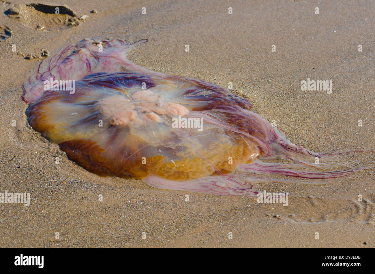 A medium sized colourful jellyfish beached at Drigg Stock Photo