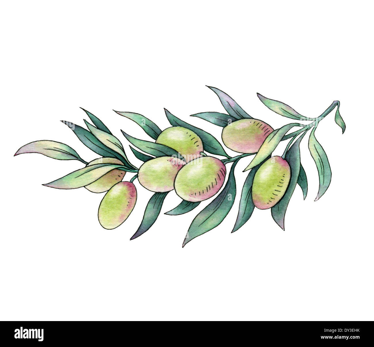 Olive branch. Watercolor illustration on white background Stock Photo ...