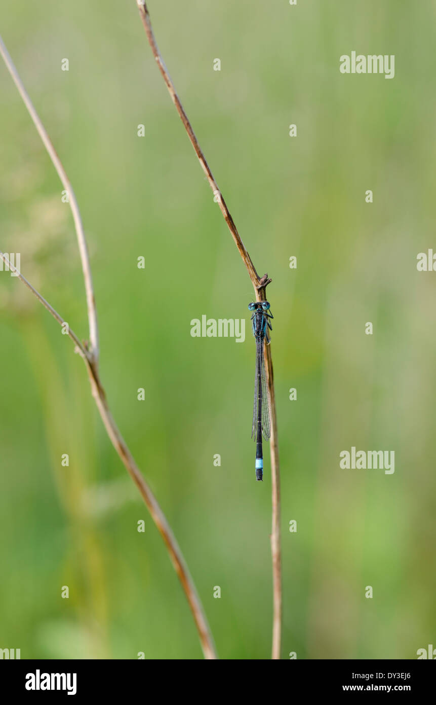 A blue Damselfly on a stick in a sunny Cumbrian meadow Stock Photo - Alamy