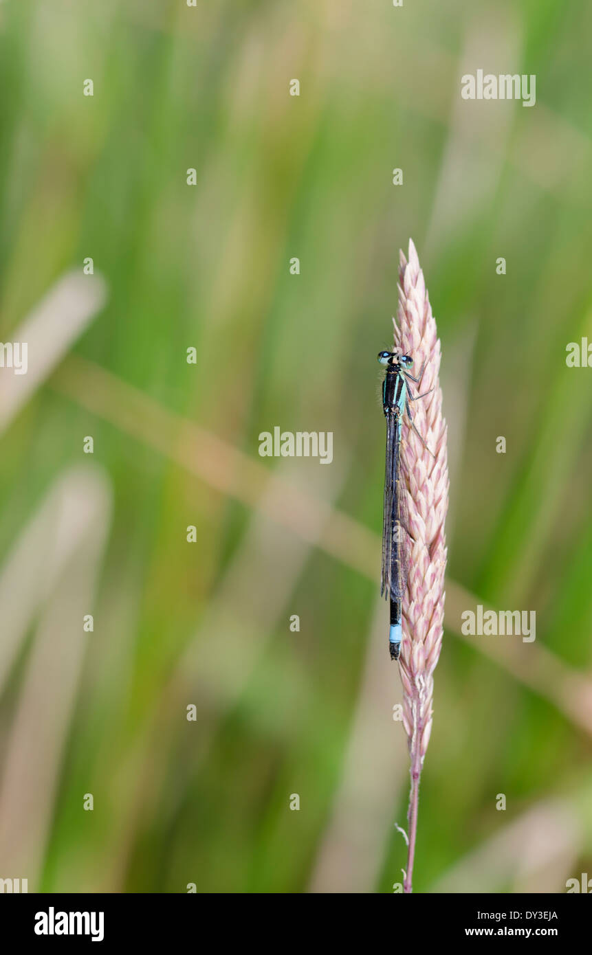A blue Damselfly on a grass seed head in a sunny Cumbrian meadow Stock ...