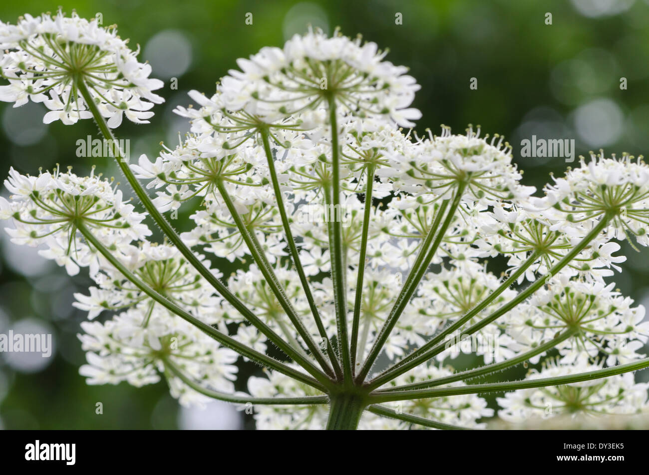 Underneath a Hogweed flower head, looking up, admiring the superb natural structure in a Cumbrian meadow Stock Photo