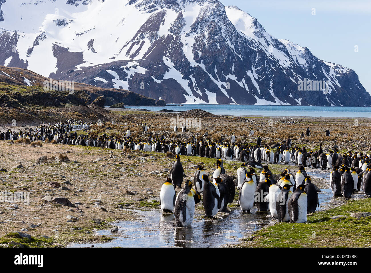 Penguins line-up Stock Photo