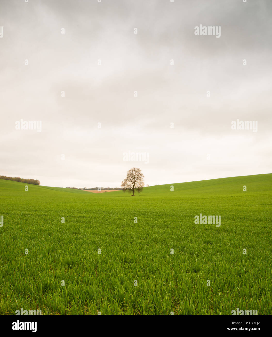 Tree, Field, Green, Grass, Sky, Landscape, Blue, Cloud, Nature, Environment, Day, Summer, Idyllic, Land, Horizon, Rural Scene, M Stock Photo