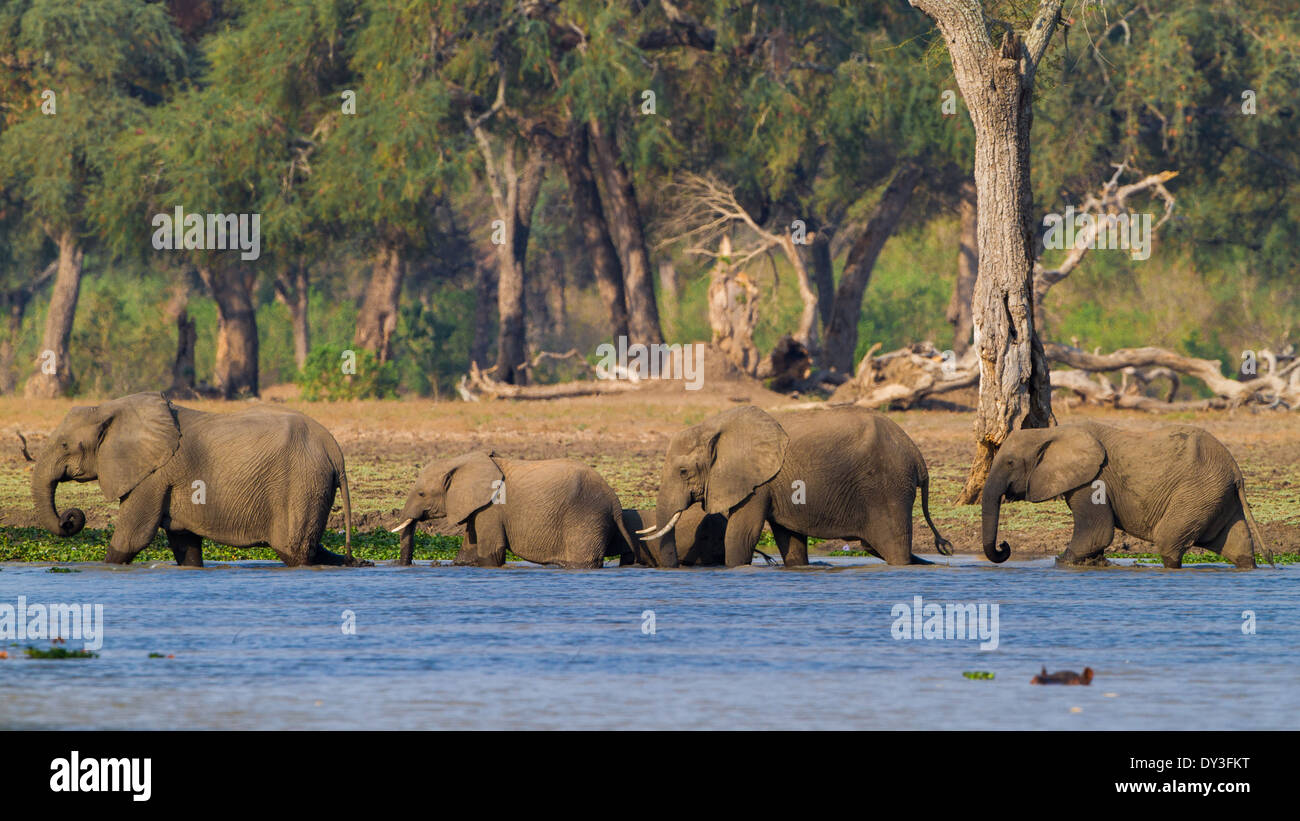 African Elephant herd (Loxodonta africana) walking through water Stock Photo