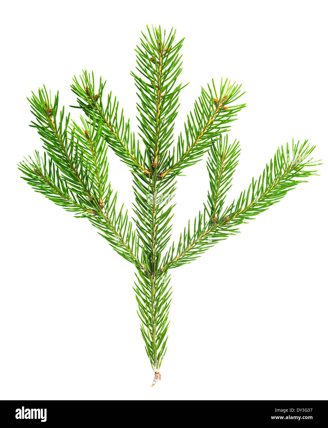 xmas green fir tree branch isolated on white background Stock Photo