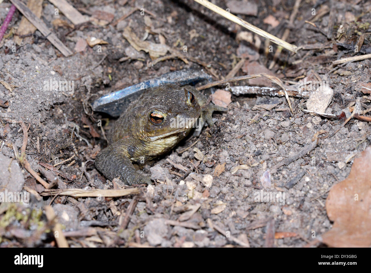 Toad in the hole. A common toad (Bufo bufo) sits in a hole for protection from predators. Stock Photo