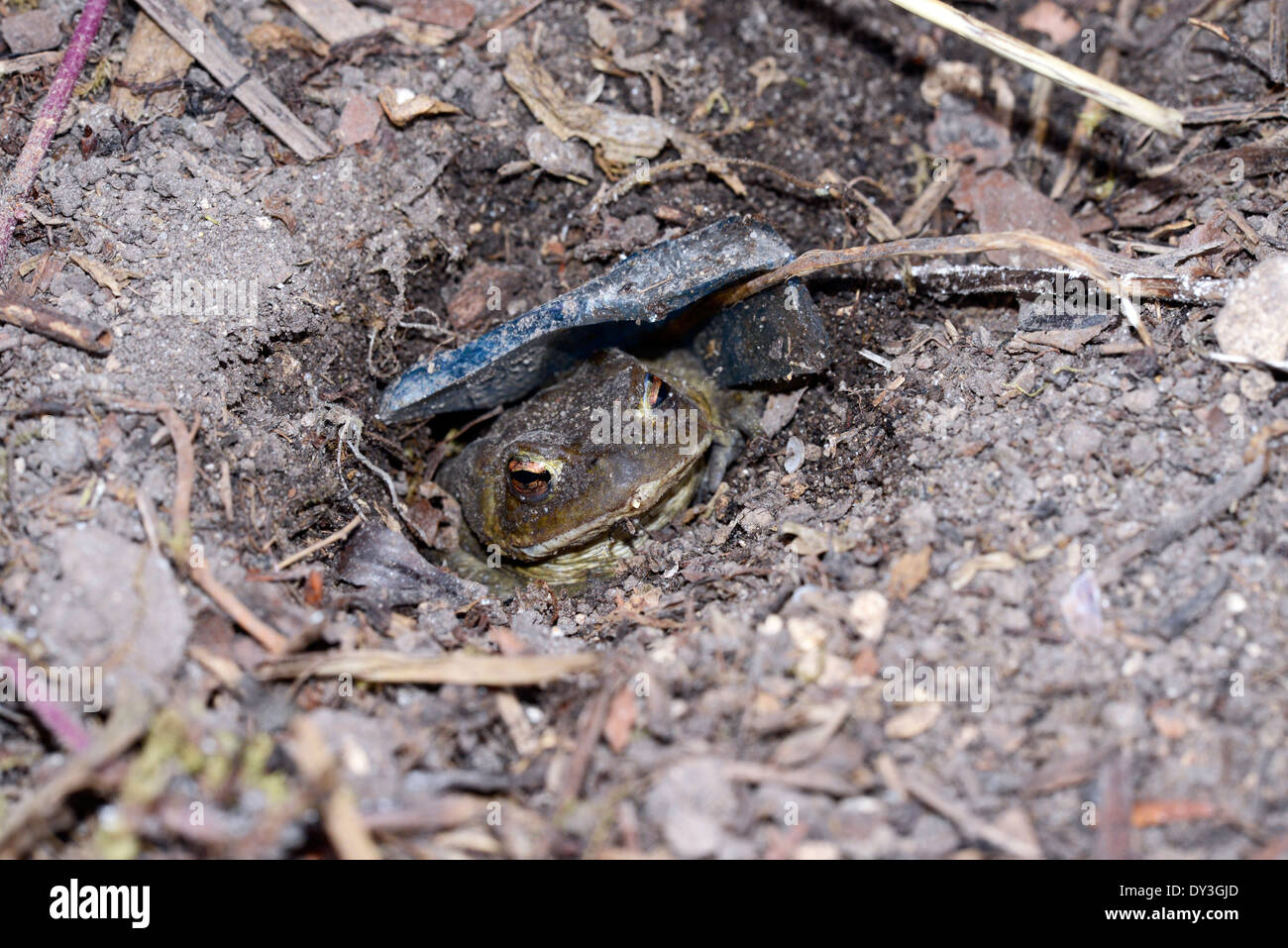 Toad in the hole. A common toad (Bufo bufo) sits in a hole for protection from predators. Stock Photo