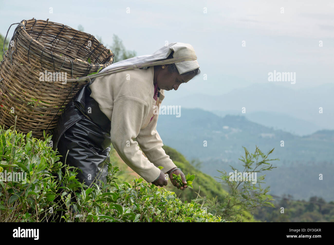 Nuwara Eliya, Sri Lanka. Tea picker at the Heritance Tea Factory Stock Photo