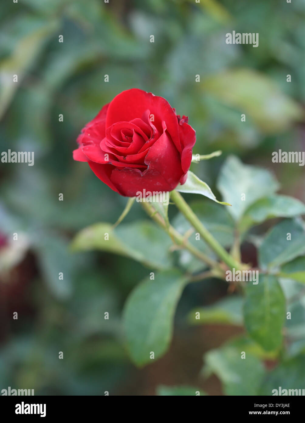 close up of red rose flower in plant Stock Photo - Alamy