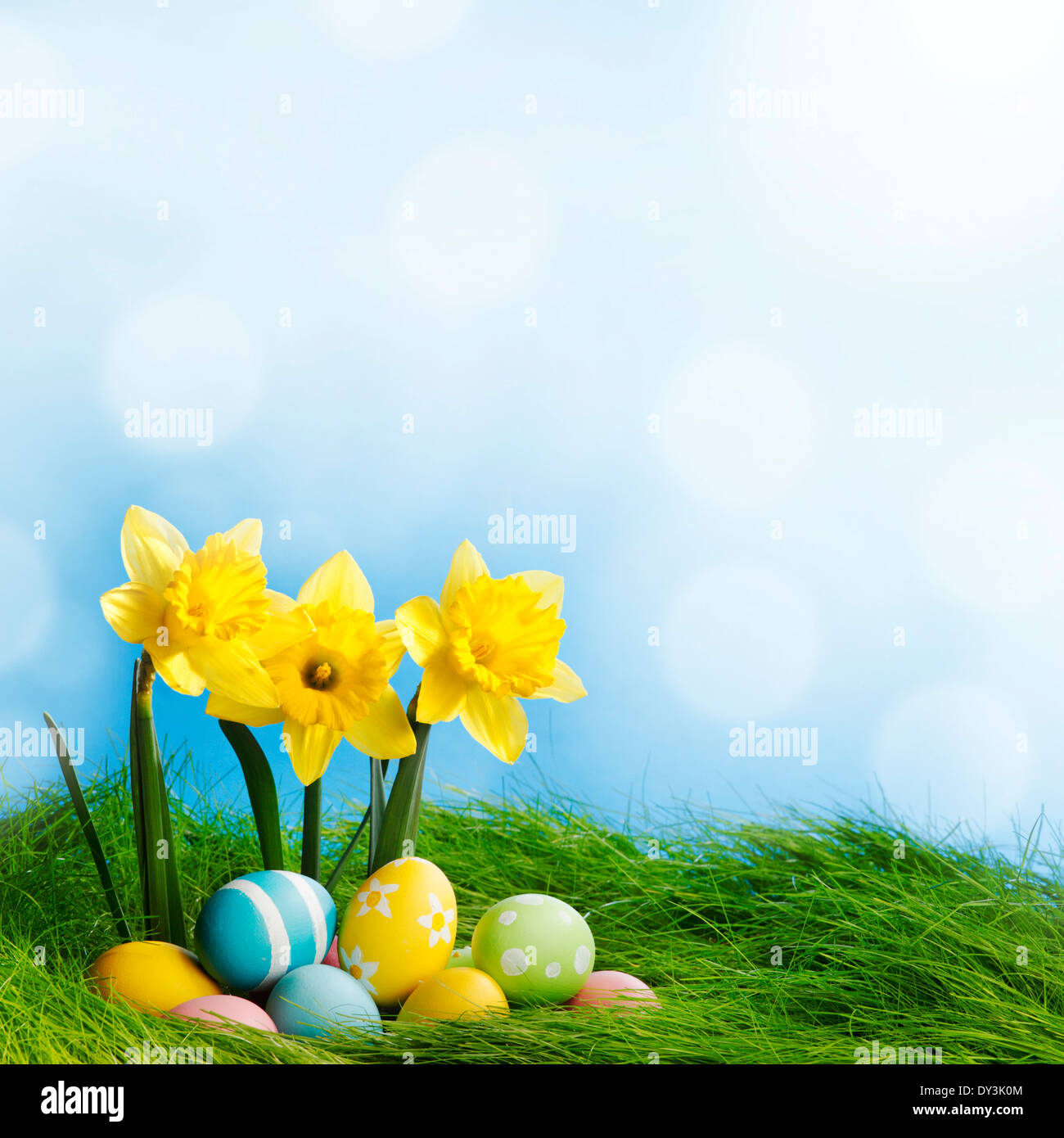 Easter eggs at the foot of a daffodil plant and fresh green grass Stock ...