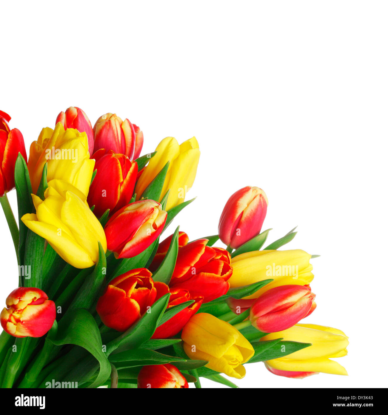 Bouquet of tulips isolated on white background Stock Photo - Alamy