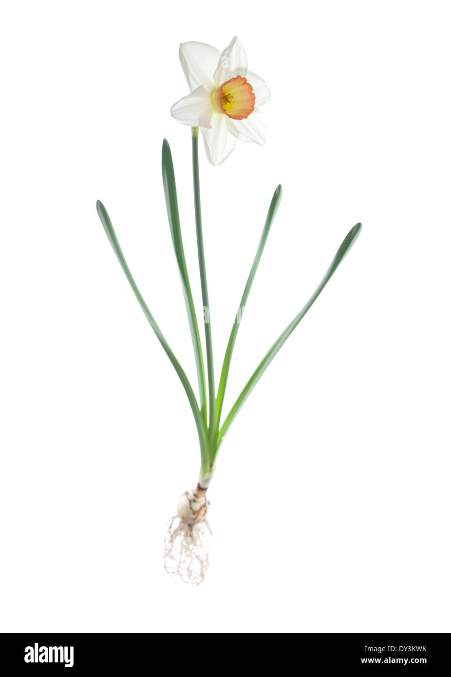 narcissi daffodil Stock Photo