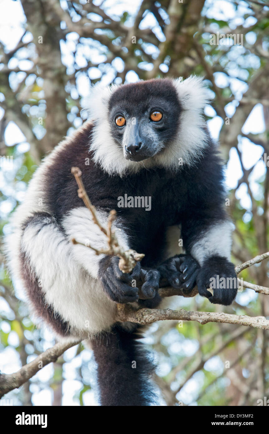 Black-and-white ruffed lemur (Varecia variegata) Stock Photo