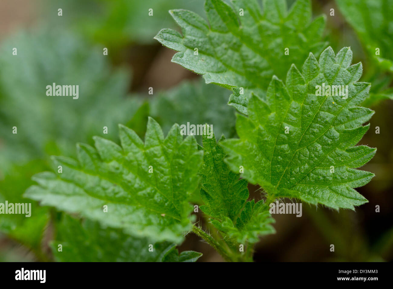 Plant With Jagged Leaves High Resolution Stock Photography and Images