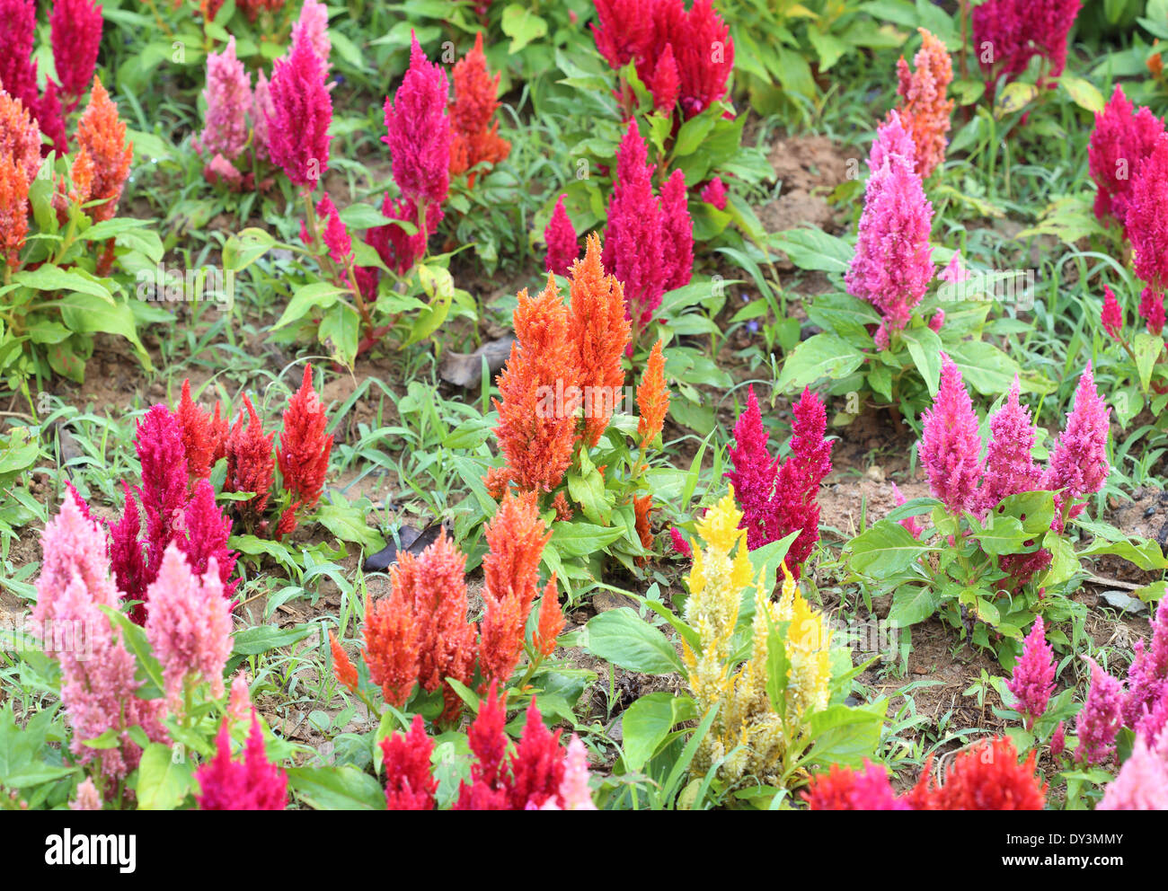 colorful bright cockscomb flowers in the garden Stock Photo