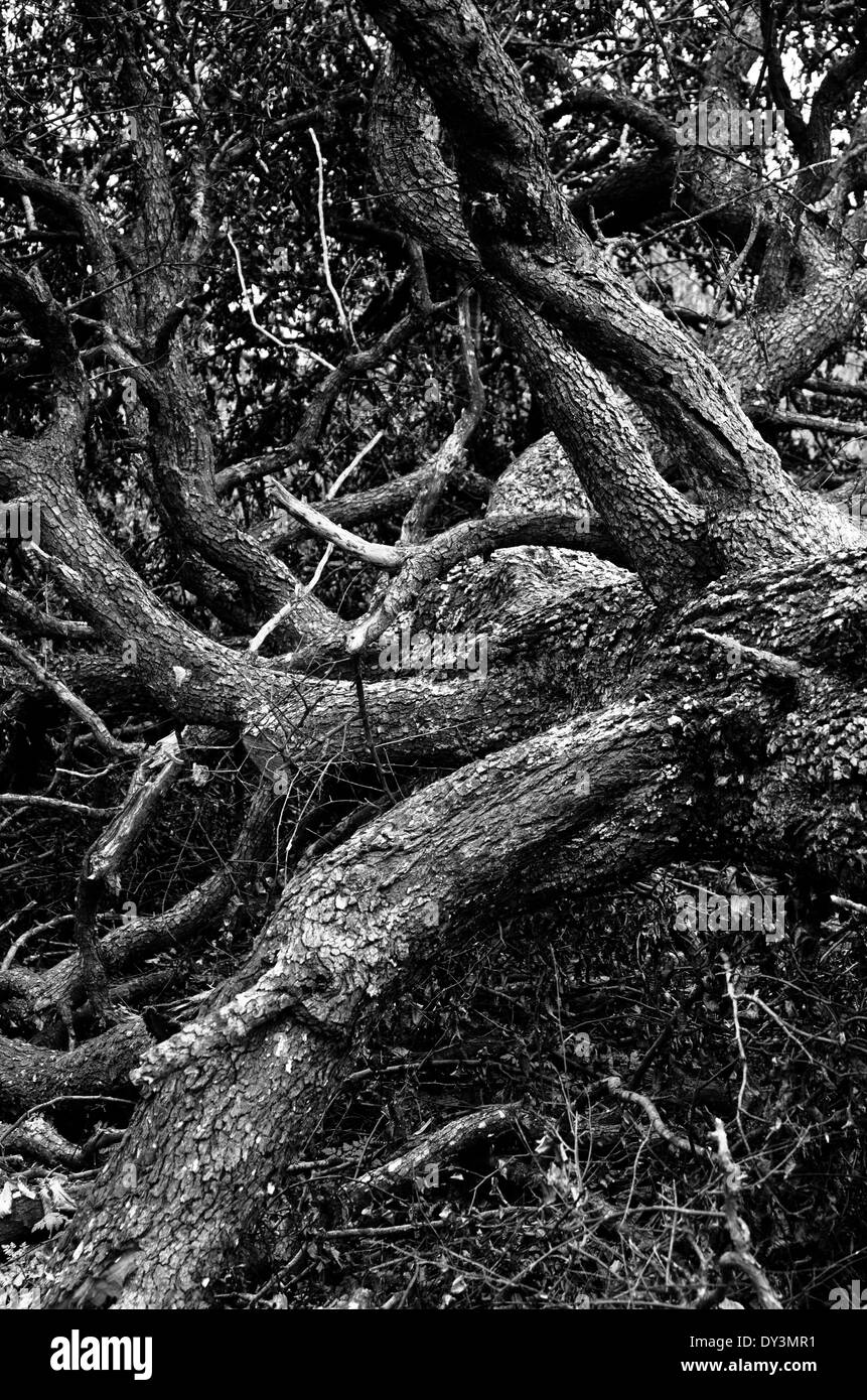 Old tree with huge maze of branches fallen to the ground at mountain forest Stock Photo