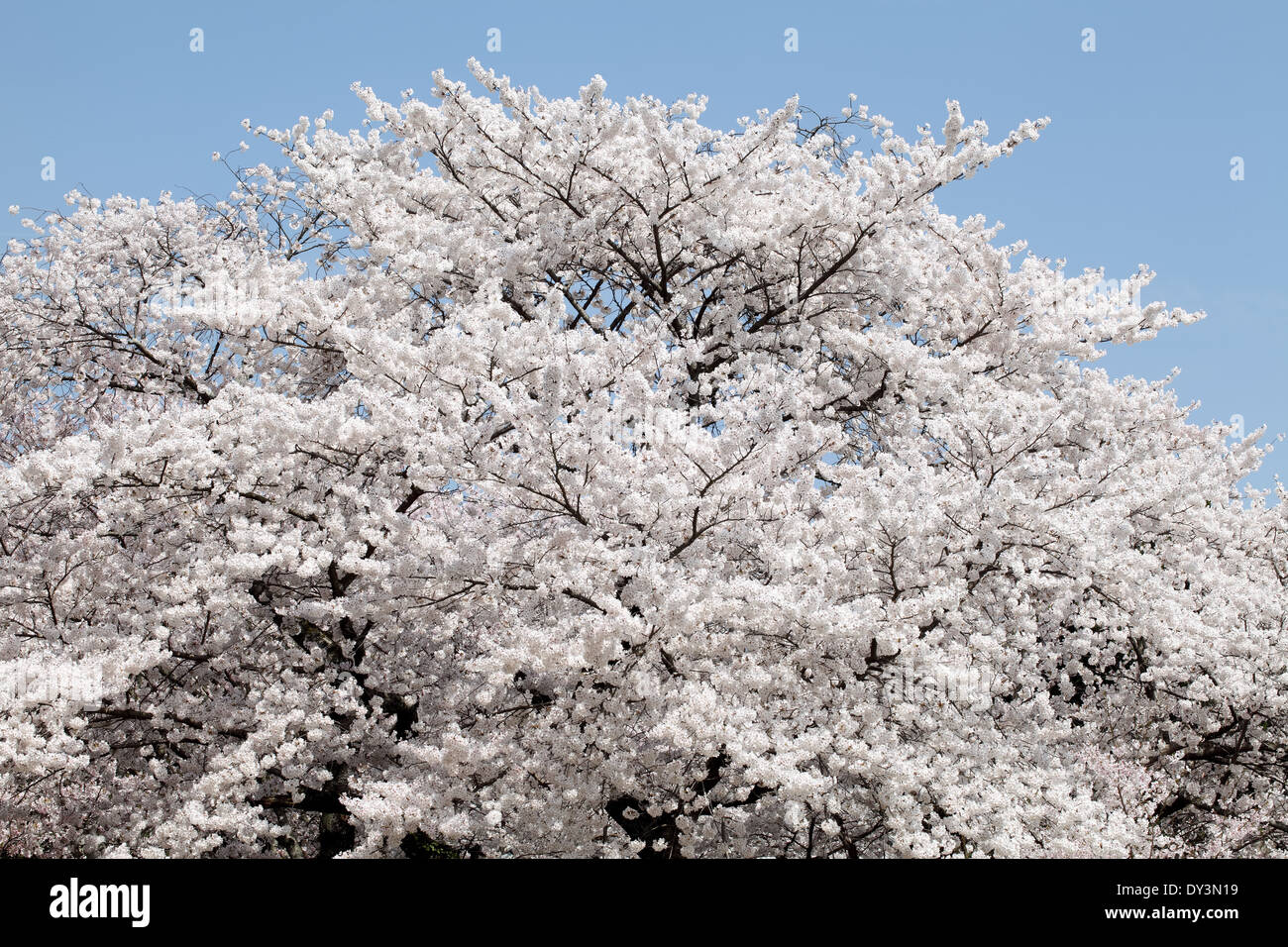 big cherry blossom tree Stock Photo Alamy