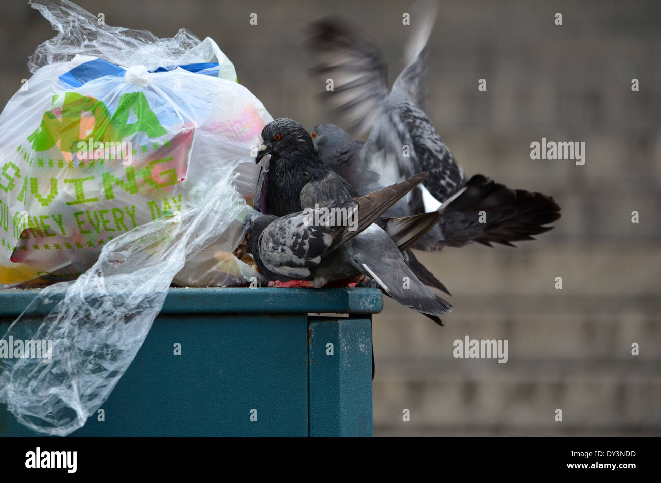 Feeding time for the pigeons on a Glasgow bin. Stock Photo
