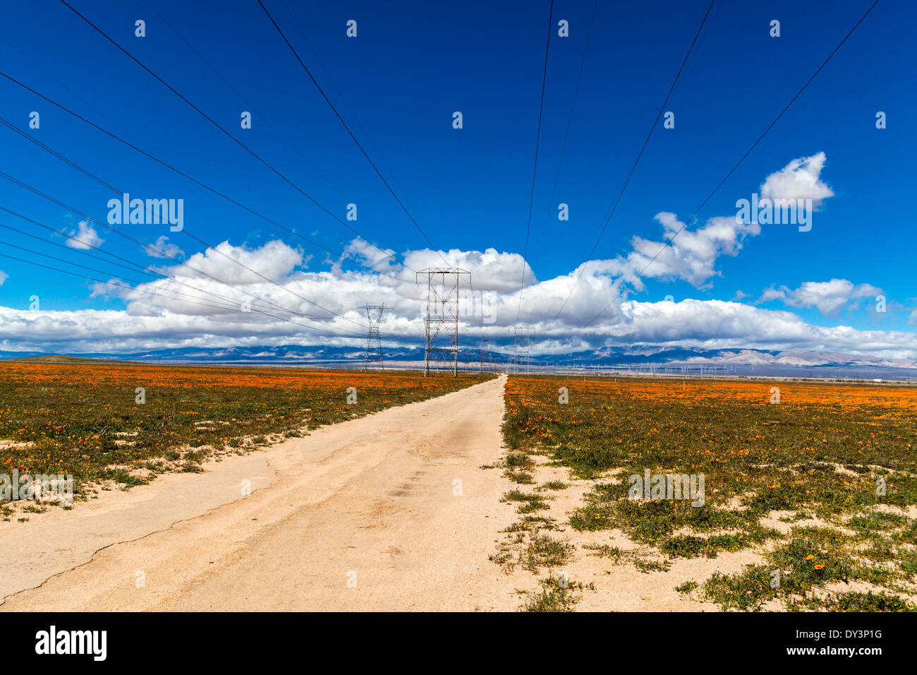 Mix of wildflowers hi-res stock photography and images - Alamy