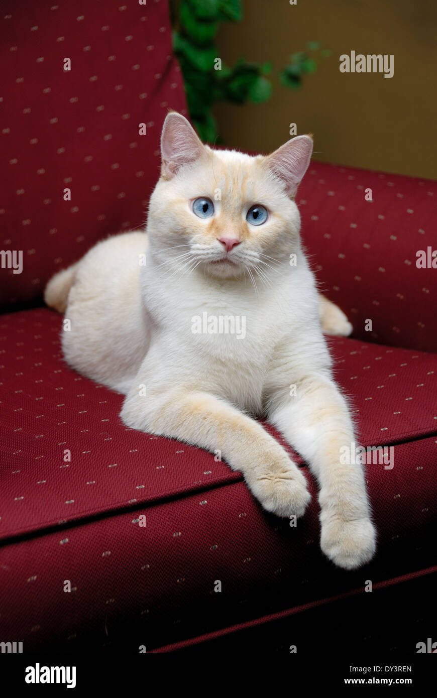 Red point siamese domestic cat hi-res stock photography and images - Alamy