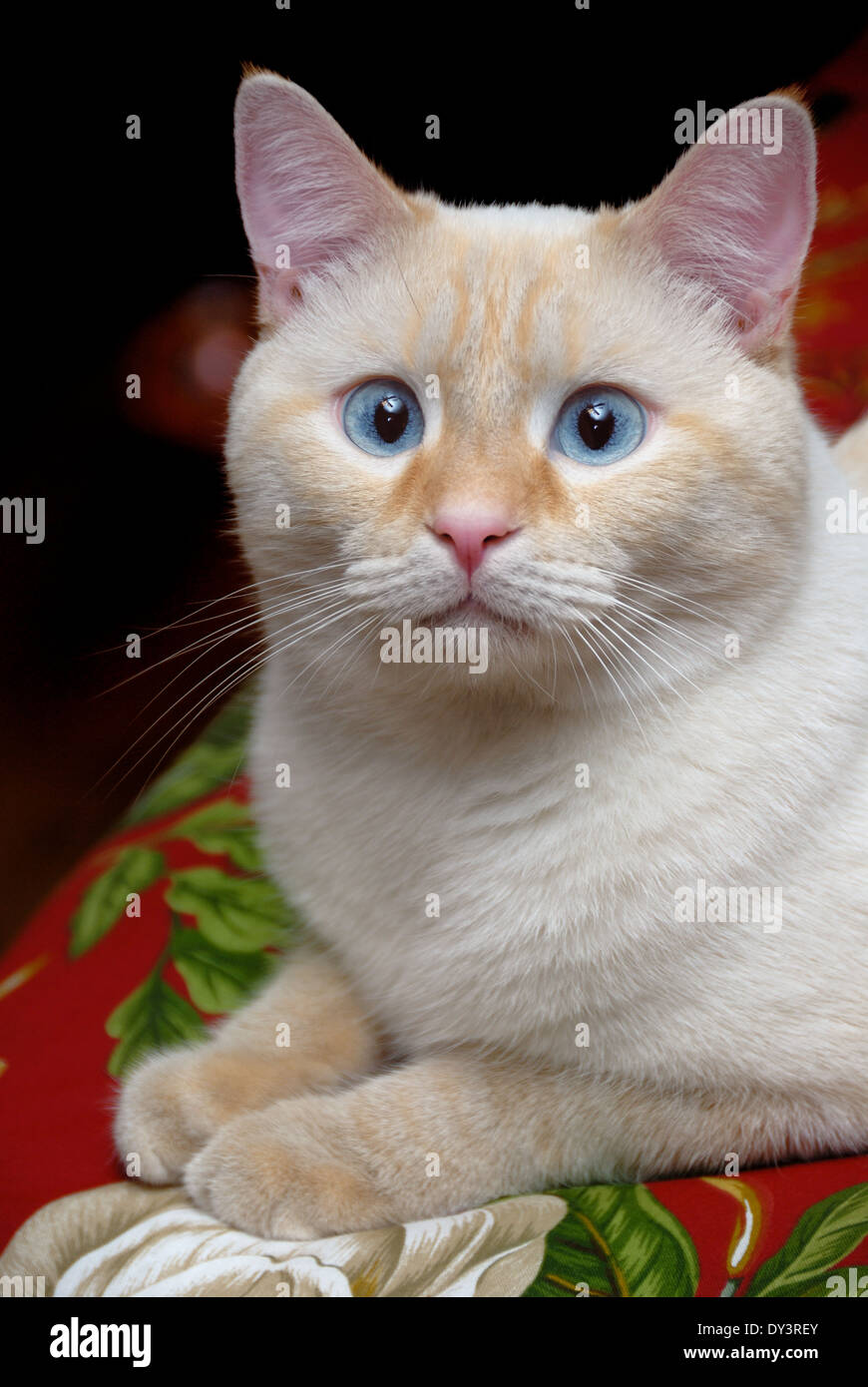 A portrait of a white flamepoint Siamese cat with blue eyes Stock Photo