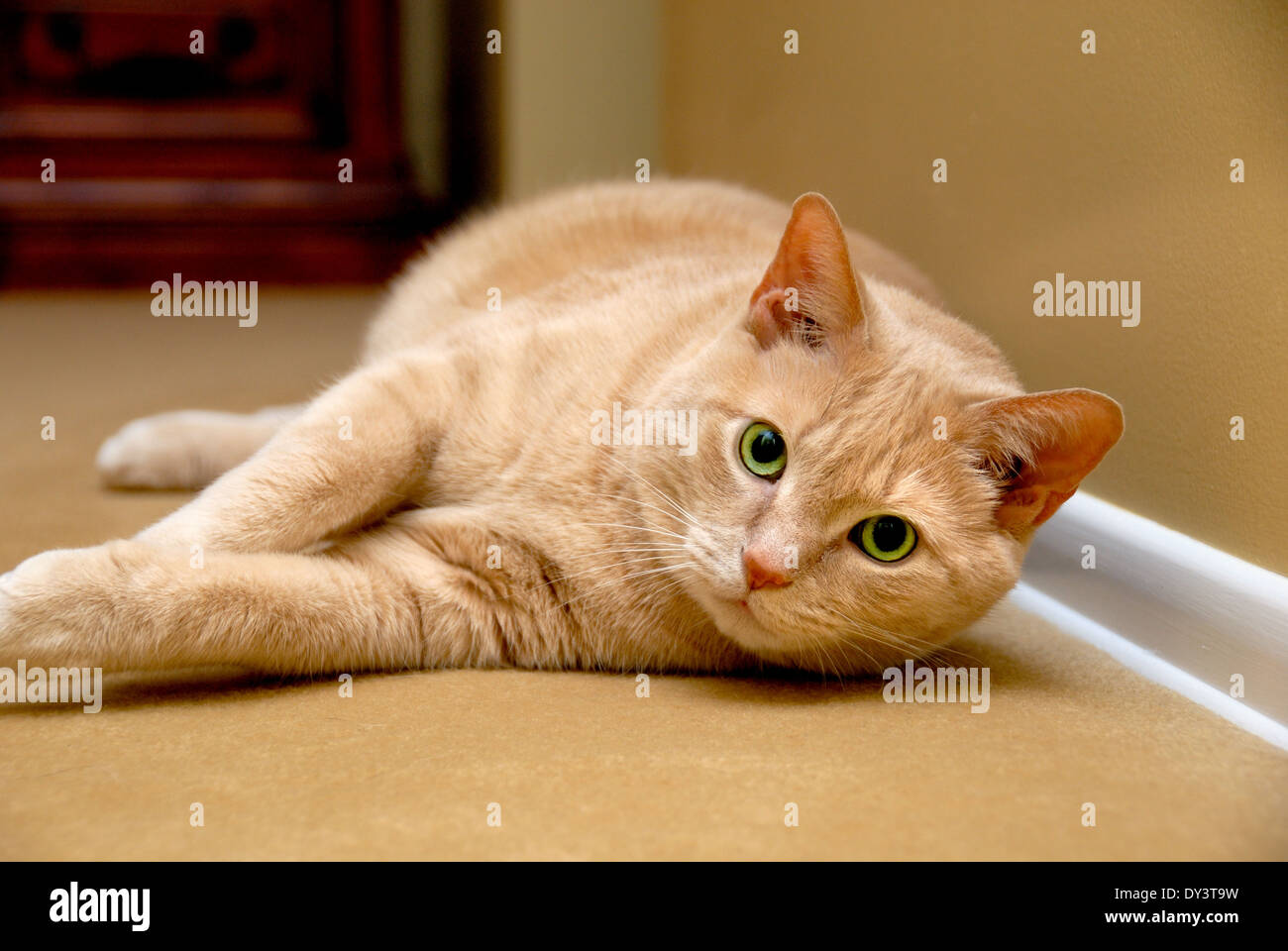 A close up portrait of an orange tabby cat, lying down on carpeting. Stock Photo