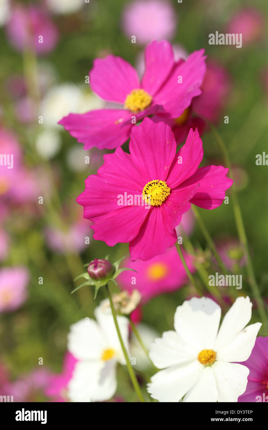 Beautiful cosmos flower hi-res stock photography and images - Alamy