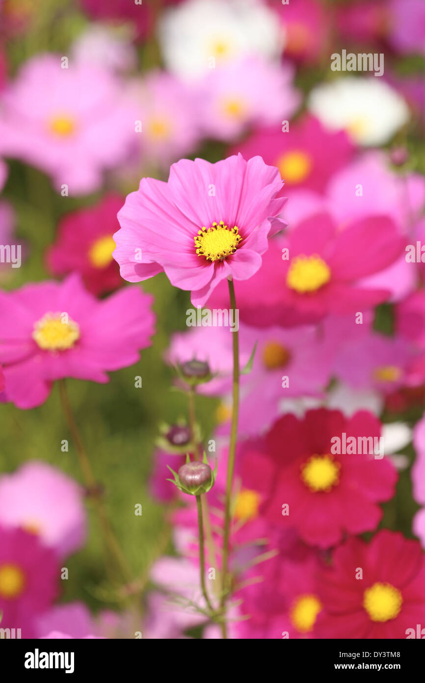 Beautiful cosmos flower hi-res stock photography and images - Alamy