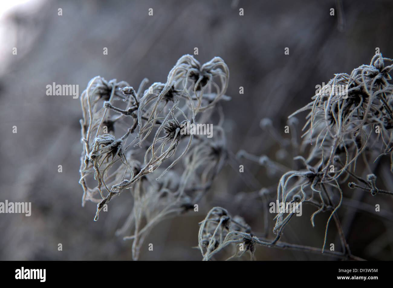 Old Mans Beard - Clematis sp. frosted seedheads in January Stock Photo