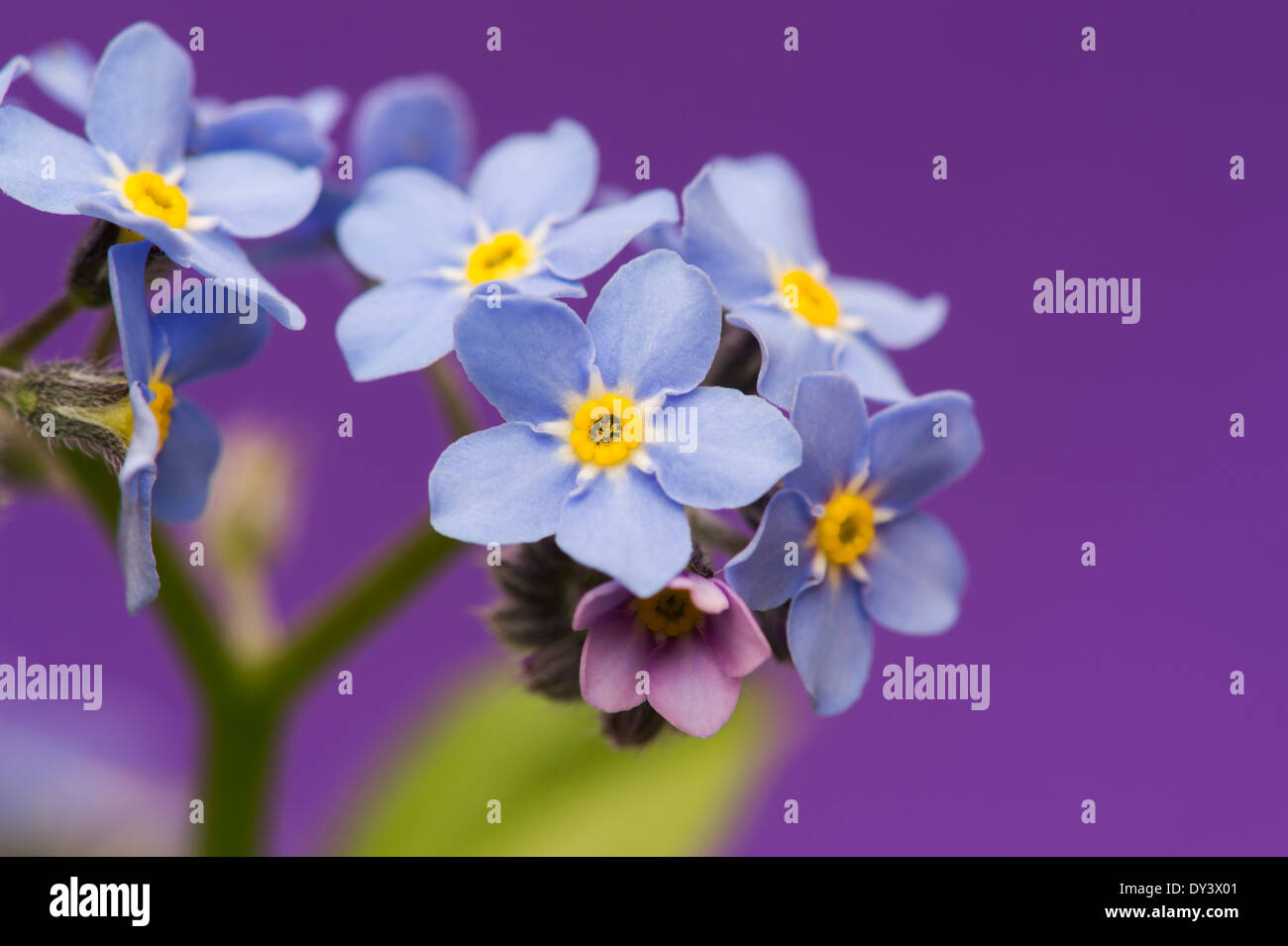 Small Purple Flowers With Yellow Centre High Resolution Stock Photography And Images Alamy Small Purple Flowers With Yellow Centre High Resolution Stock Photography And Images Alamy