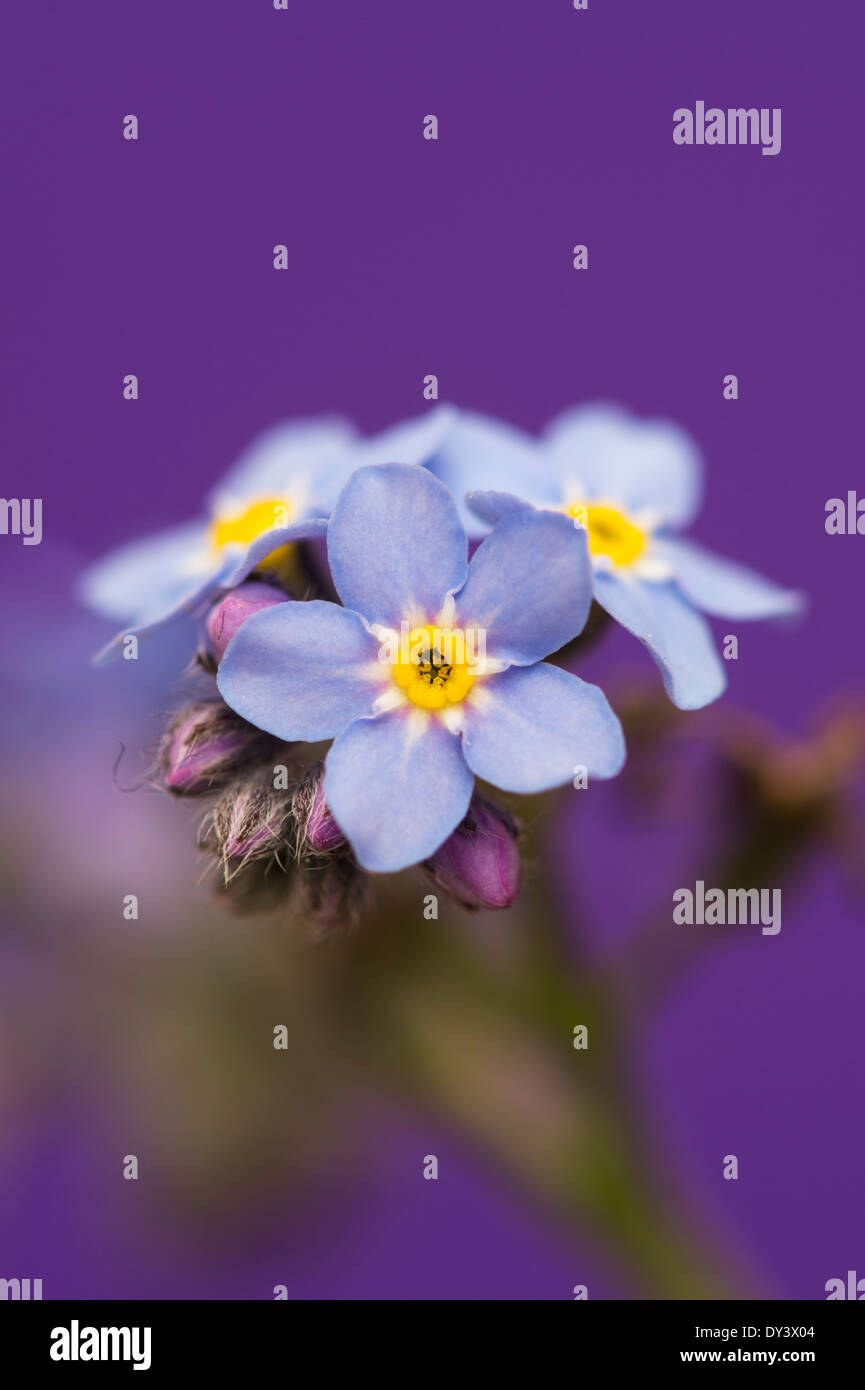 Myosotis Arvensis Forget Me Not Flowers Against A Purple Background Stock Photo Alamy