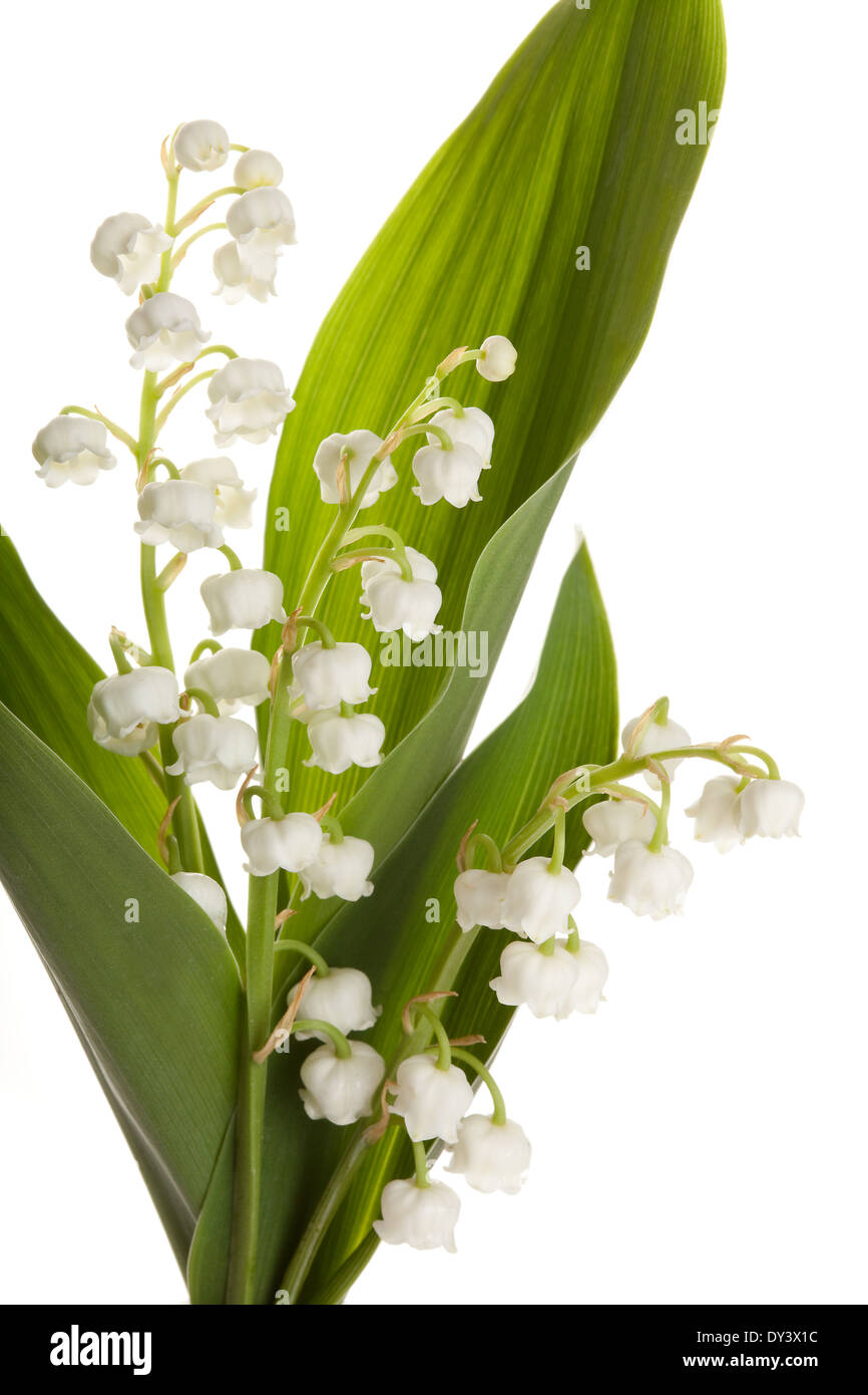 Twigs of Lillyofthevalley isolated against white Stock Photo Alamy