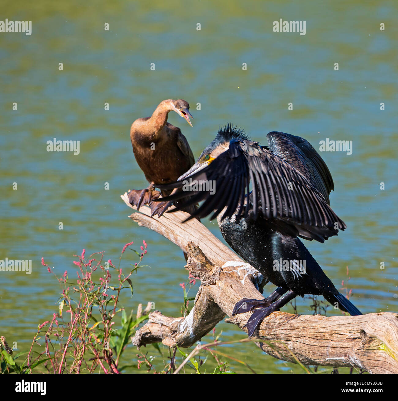 waterbird confrontation cormorant darter Stock Photo