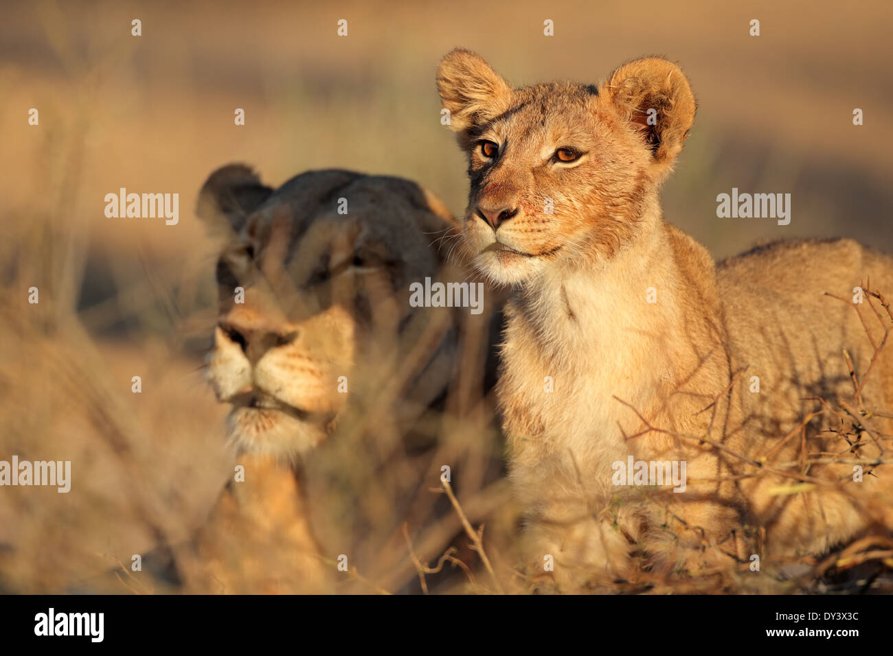 African lioness and cub (Panthera leo) relaxing in early morning light, Kalahari desert, South Africa Stock Photo