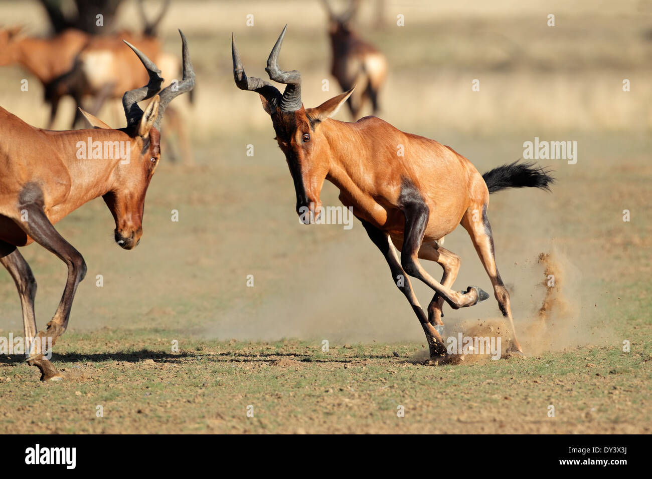Red hartebeest (Alcelaphus buselaphus) frolicking, Kalahari desert ...