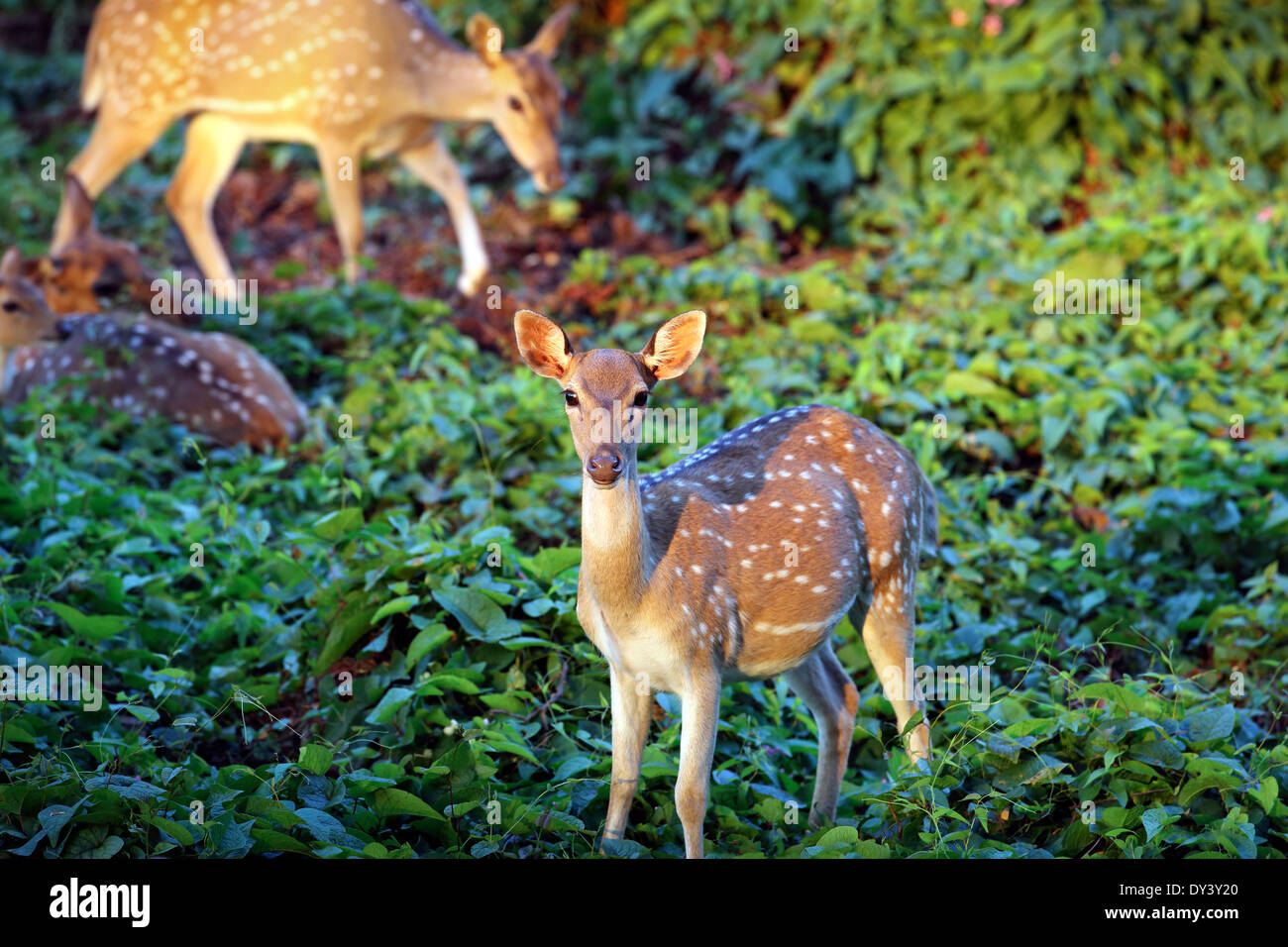 Axis deer fawn and mother in forest Stock Photo