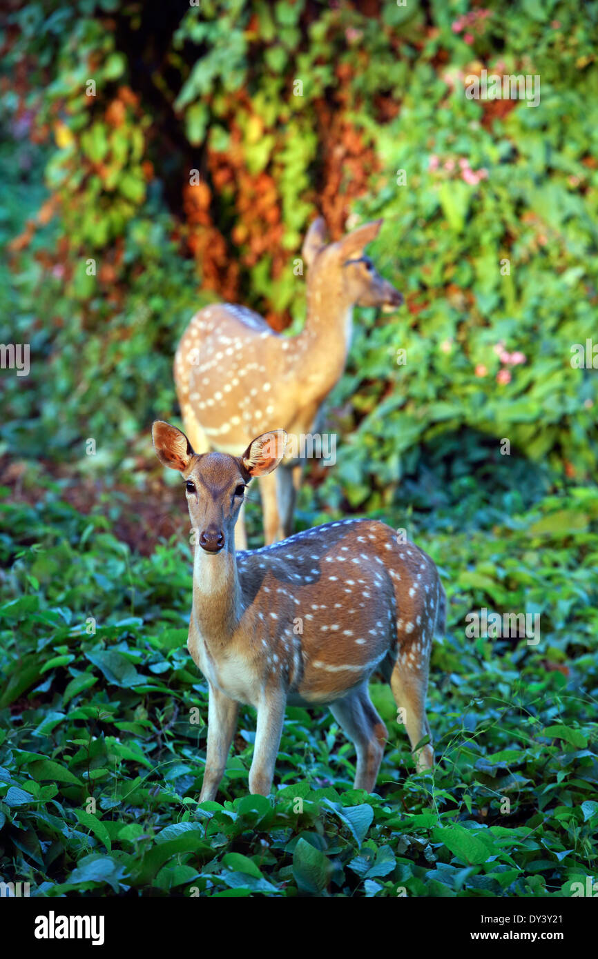 Axis deer doe and fawn hires stock photography and images Alamy