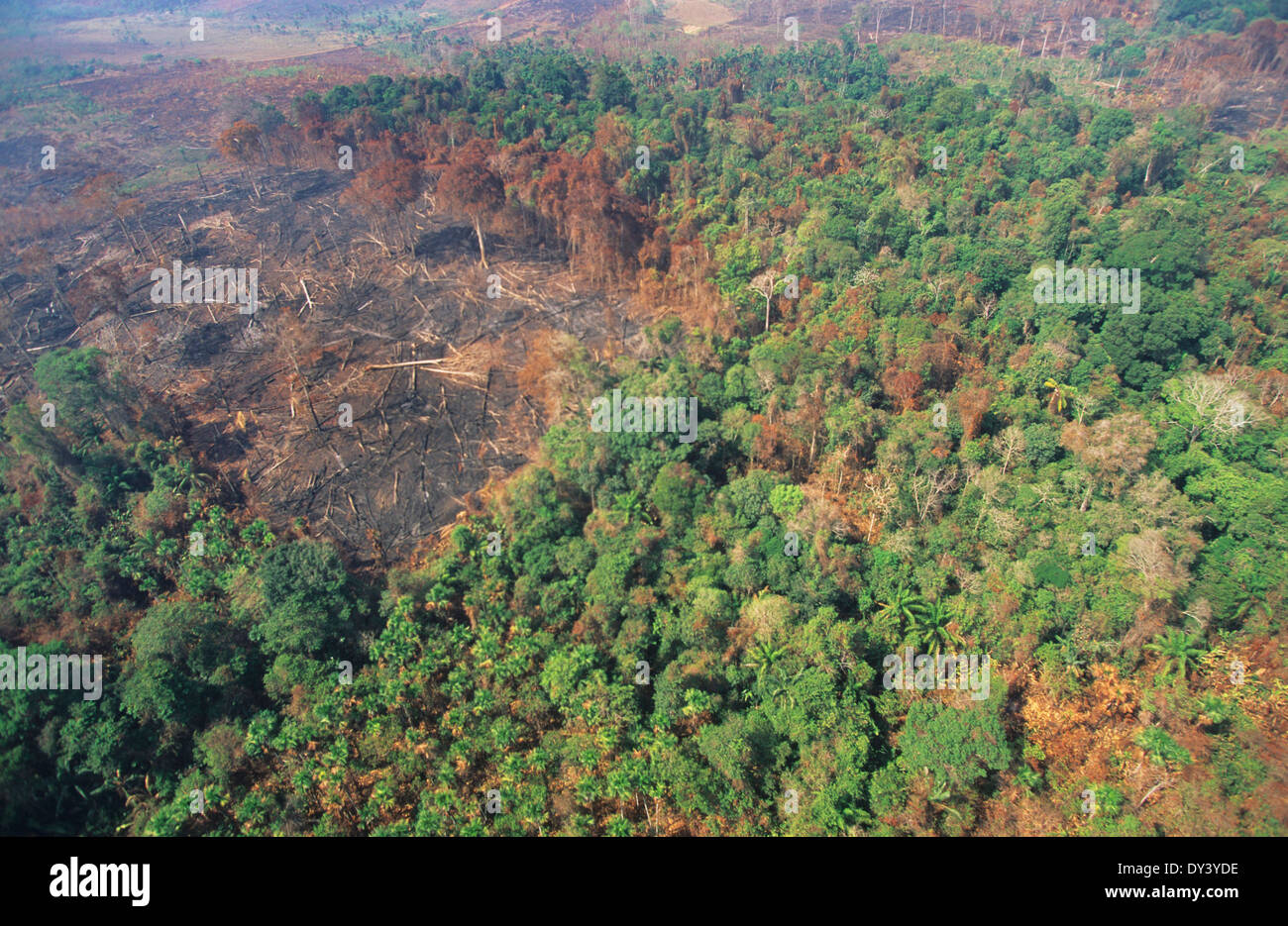 alamy stock photo rainforest fire