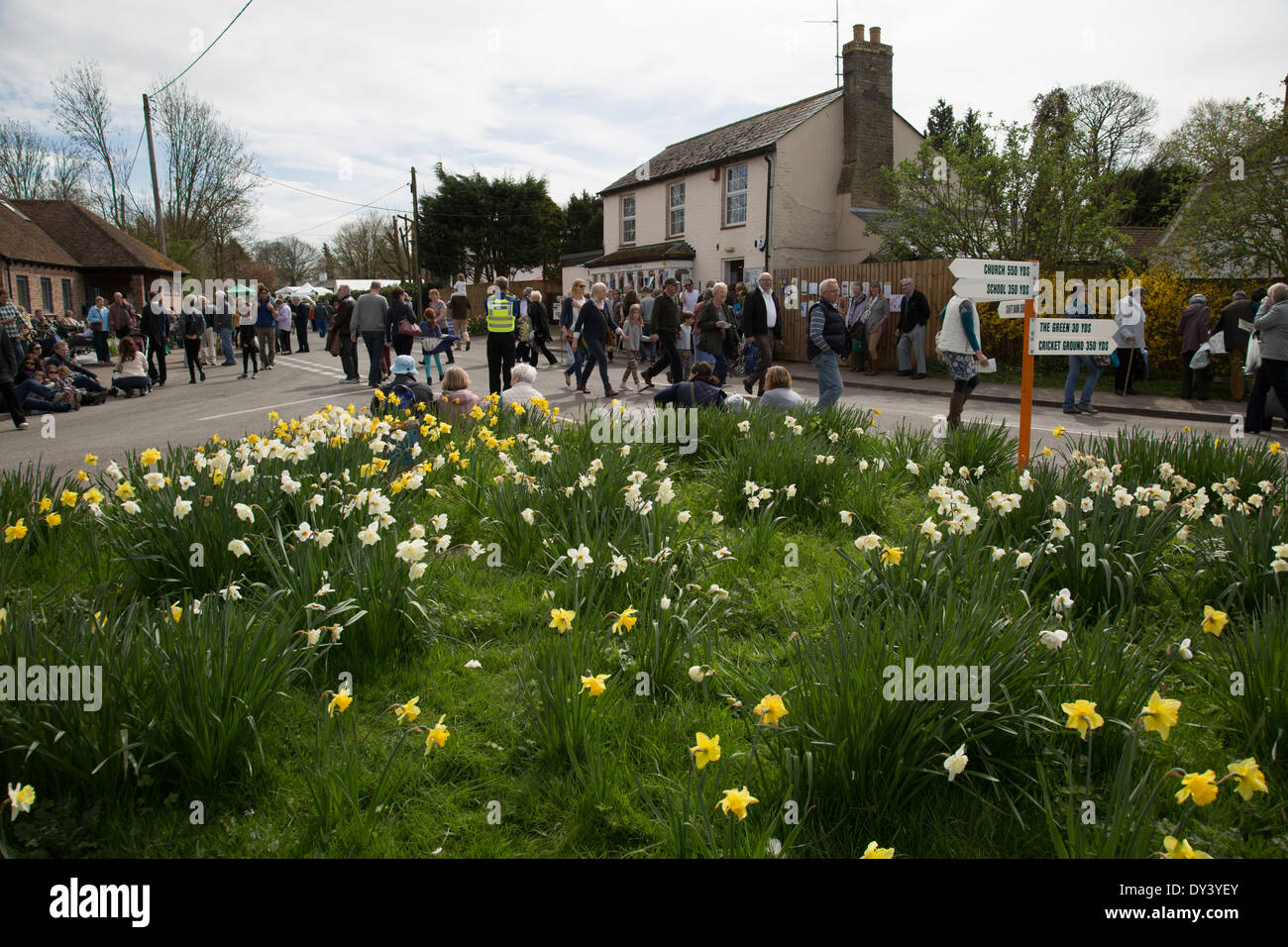 Thriplow daffodils hires stock photography and images Alamy