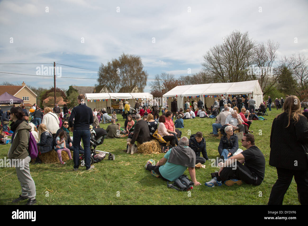Thriplow daffodil festival Stock Photo Alamy