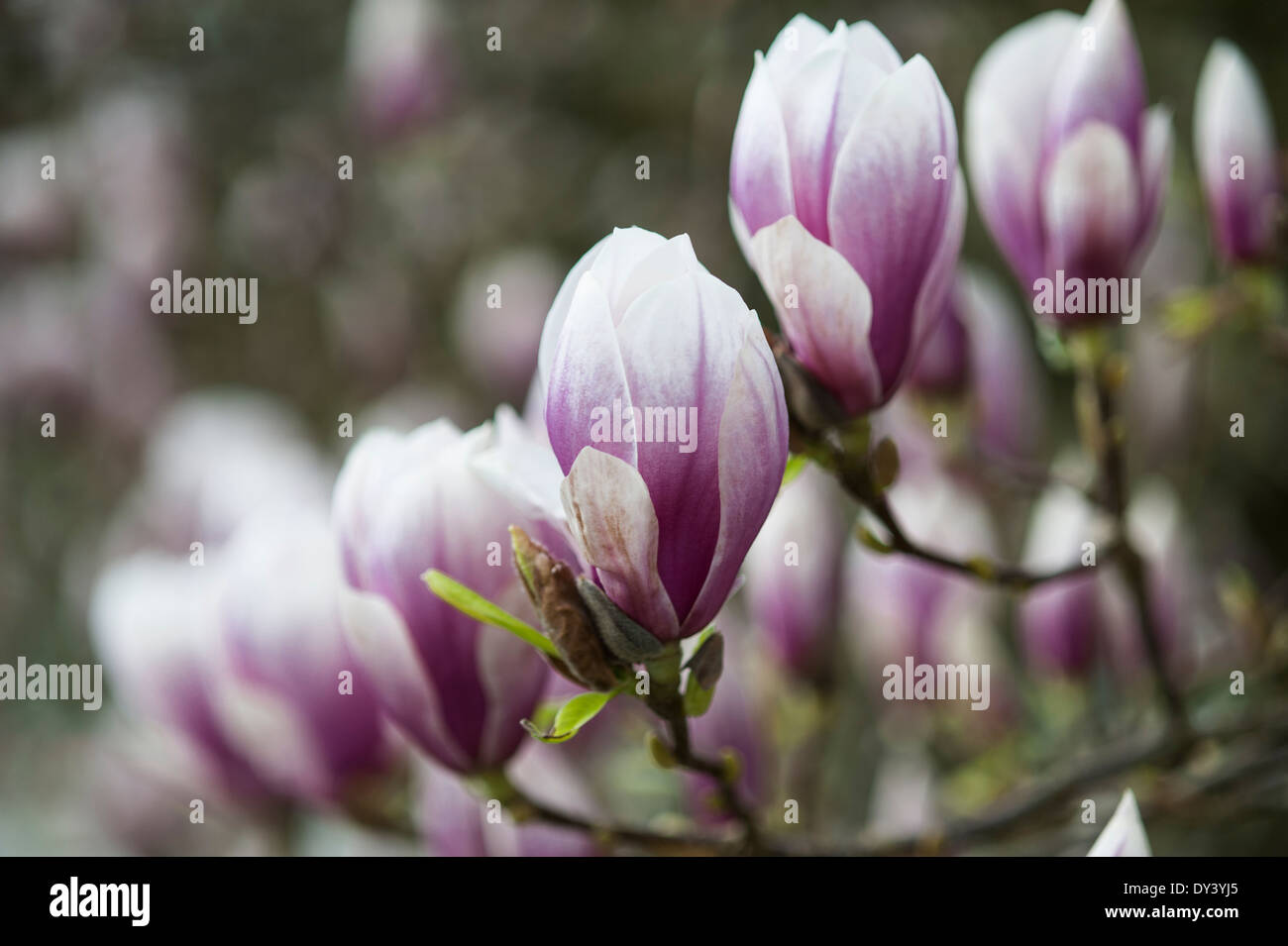 Magnolia tree vector hi-res stock photography and images - Alamy