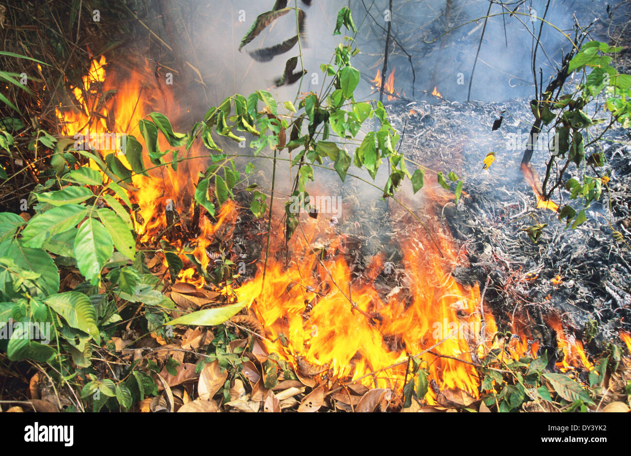 Forest fires during the dry season, Amazon rainforest, Brazil, South  America Stock Photo - Alamy