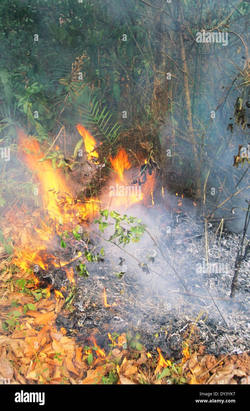 Forest Fires During The Dry Season Amazon Rainforest Brazil South America Stock Photo Alamy Forest Fires During The Dry Season Amazon Rainforest Brazil South America Stock Photo Alamy