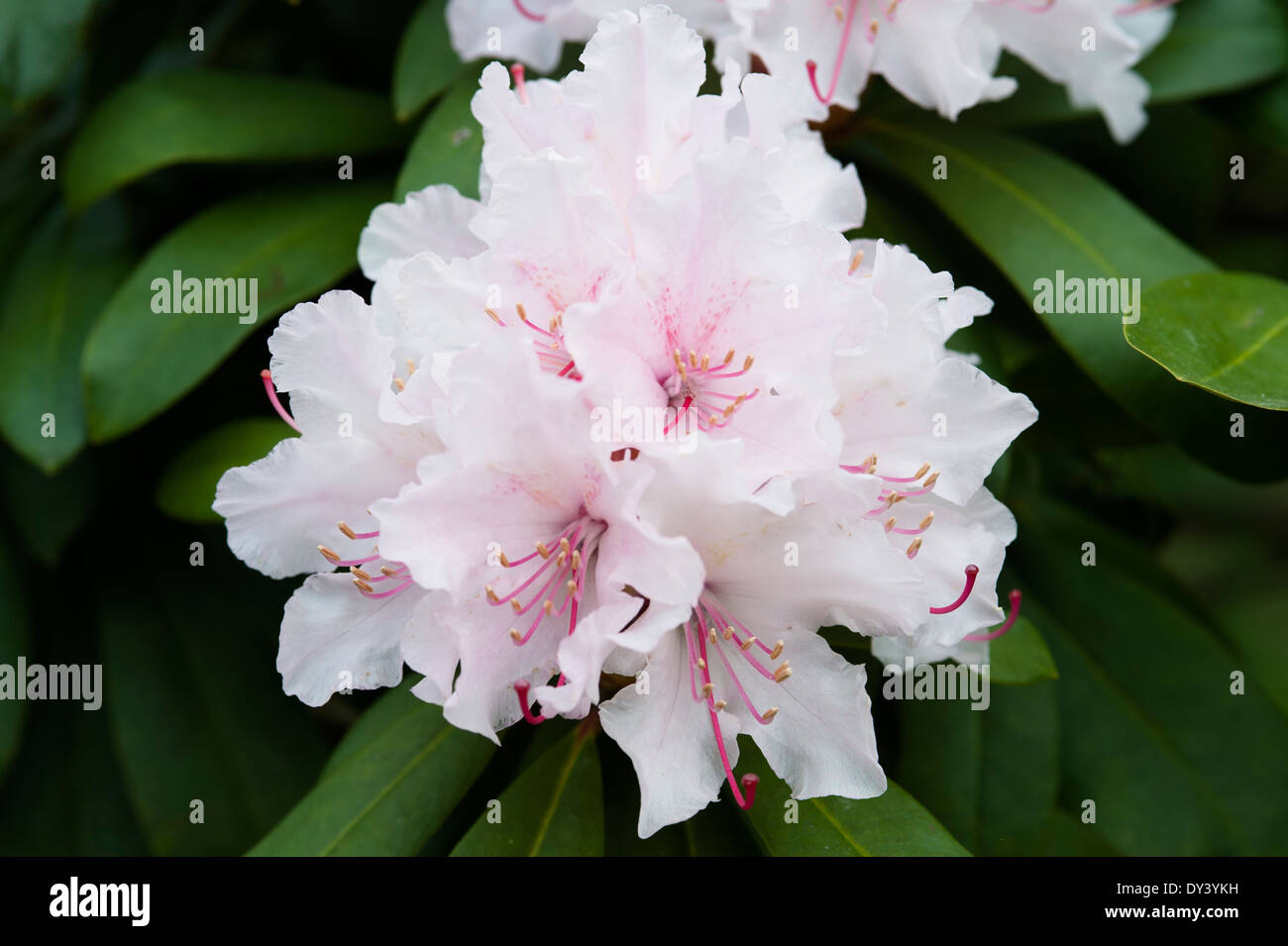 Rhododendron Hybride 'Jacksonii',Blume,Flower,Blüte, Stock Photo