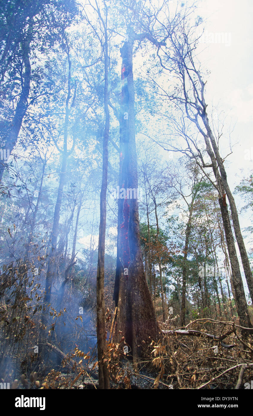 Forest fires in primary rainforest, caused by the dry season and settlers slash and burn