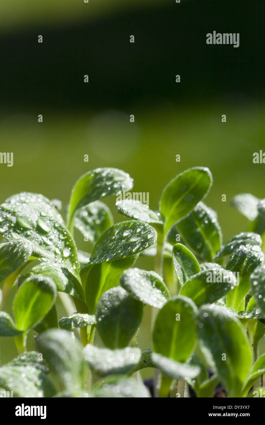 Young herb plants of the borage seedling with water drops and copy space in the upper area of the image Stock Photo