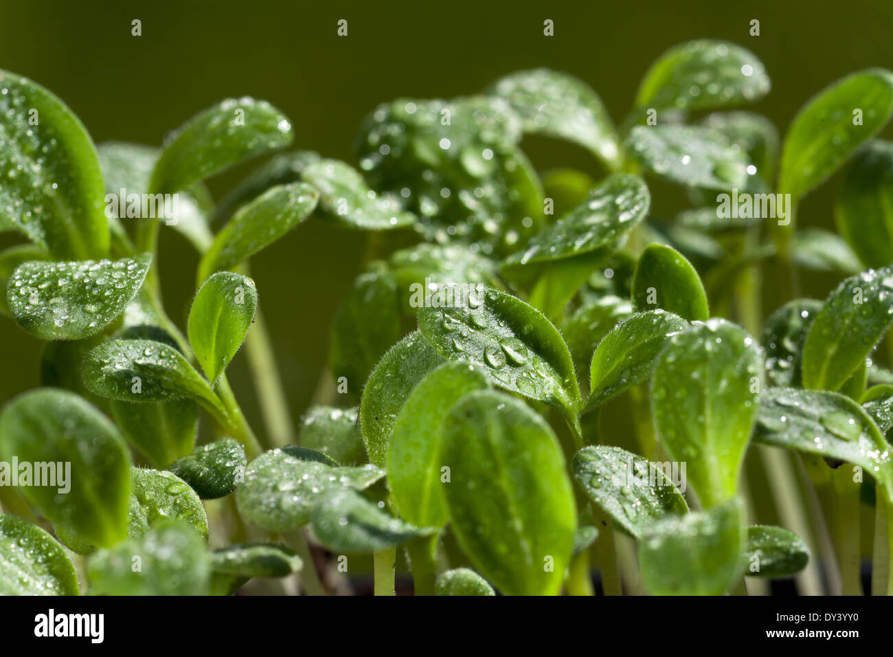 Young herb plants of the borage seedling with water drops in the garden bed Stock Photo