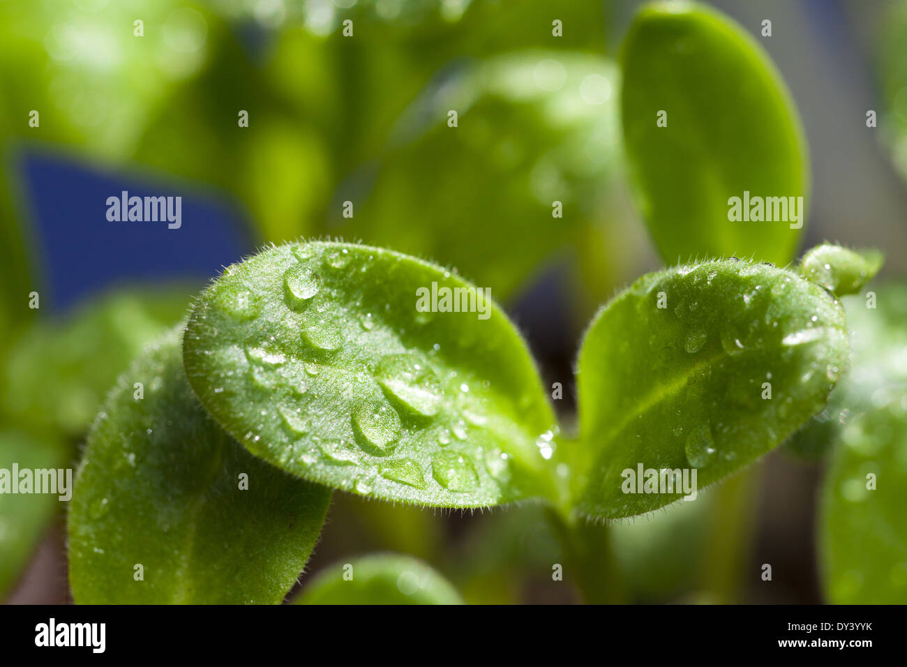 Macro shot, leaves of borage seedling with water drops Stock Photo