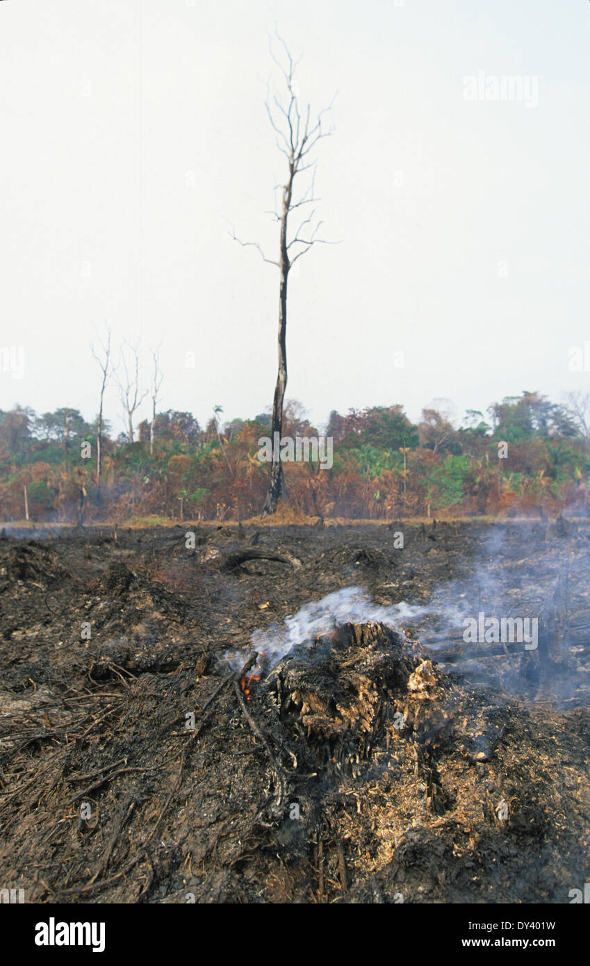 Forest fires in primary rainforest, caused by the dry season and settlers slash and burn